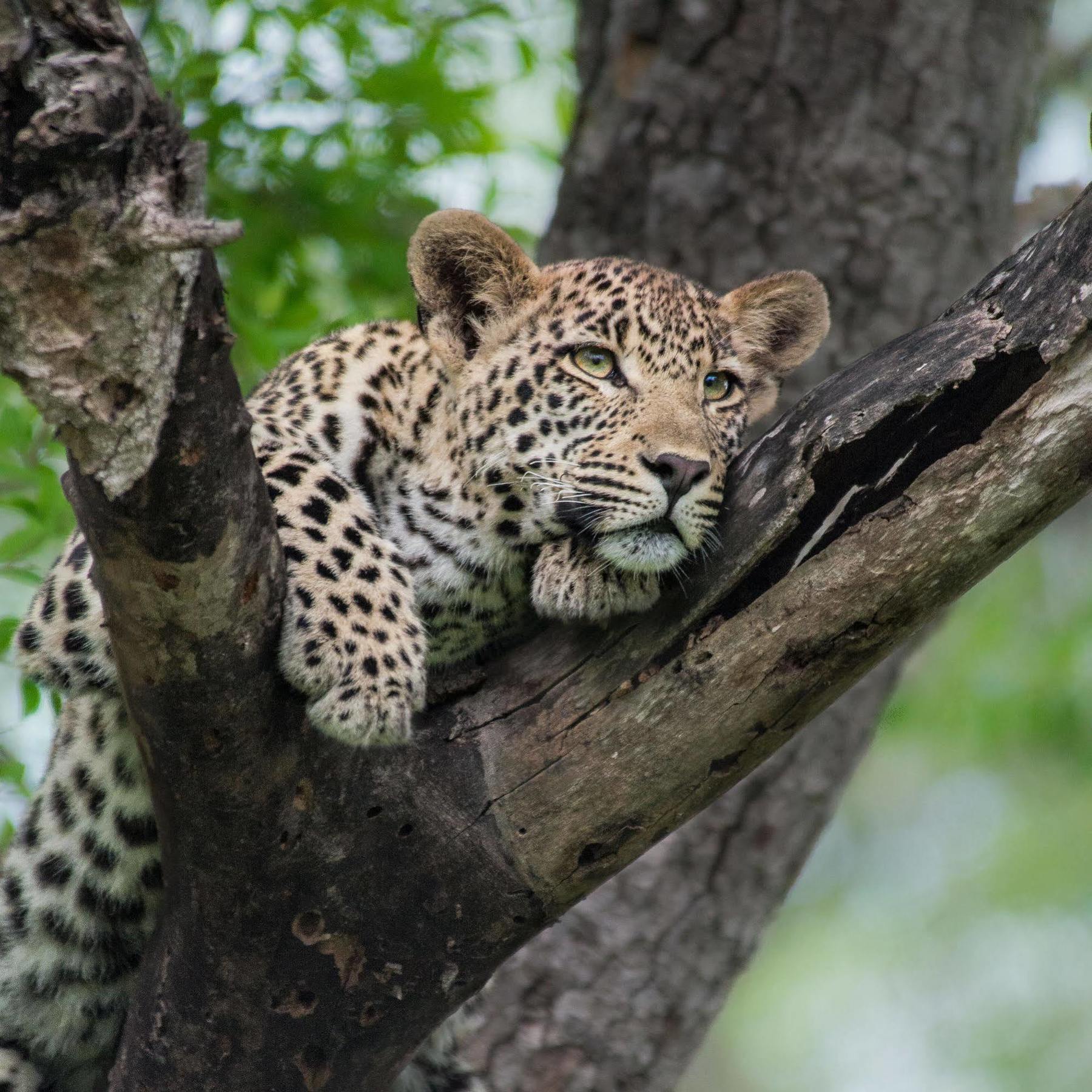 Lion Sands - Tinga Lodge Skukuza Zewnętrze zdjęcie