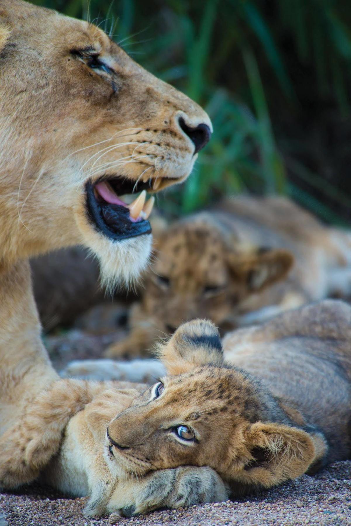Lion Sands - Tinga Lodge Skukuza Zewnętrze zdjęcie