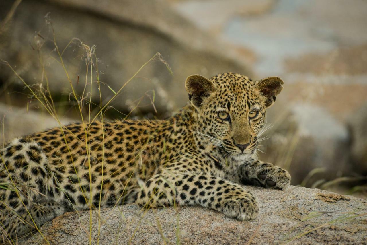 Lion Sands - Tinga Lodge Skukuza Zewnętrze zdjęcie