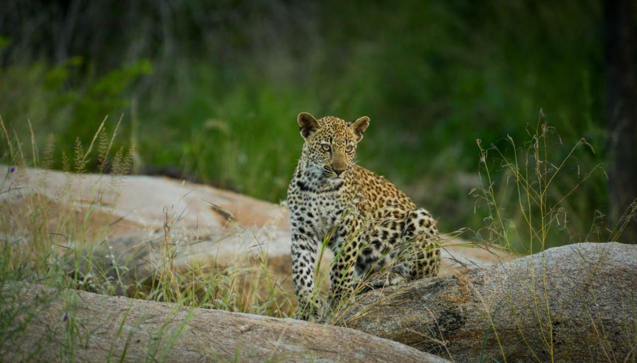 Lion Sands - Tinga Lodge Skukuza Zewnętrze zdjęcie