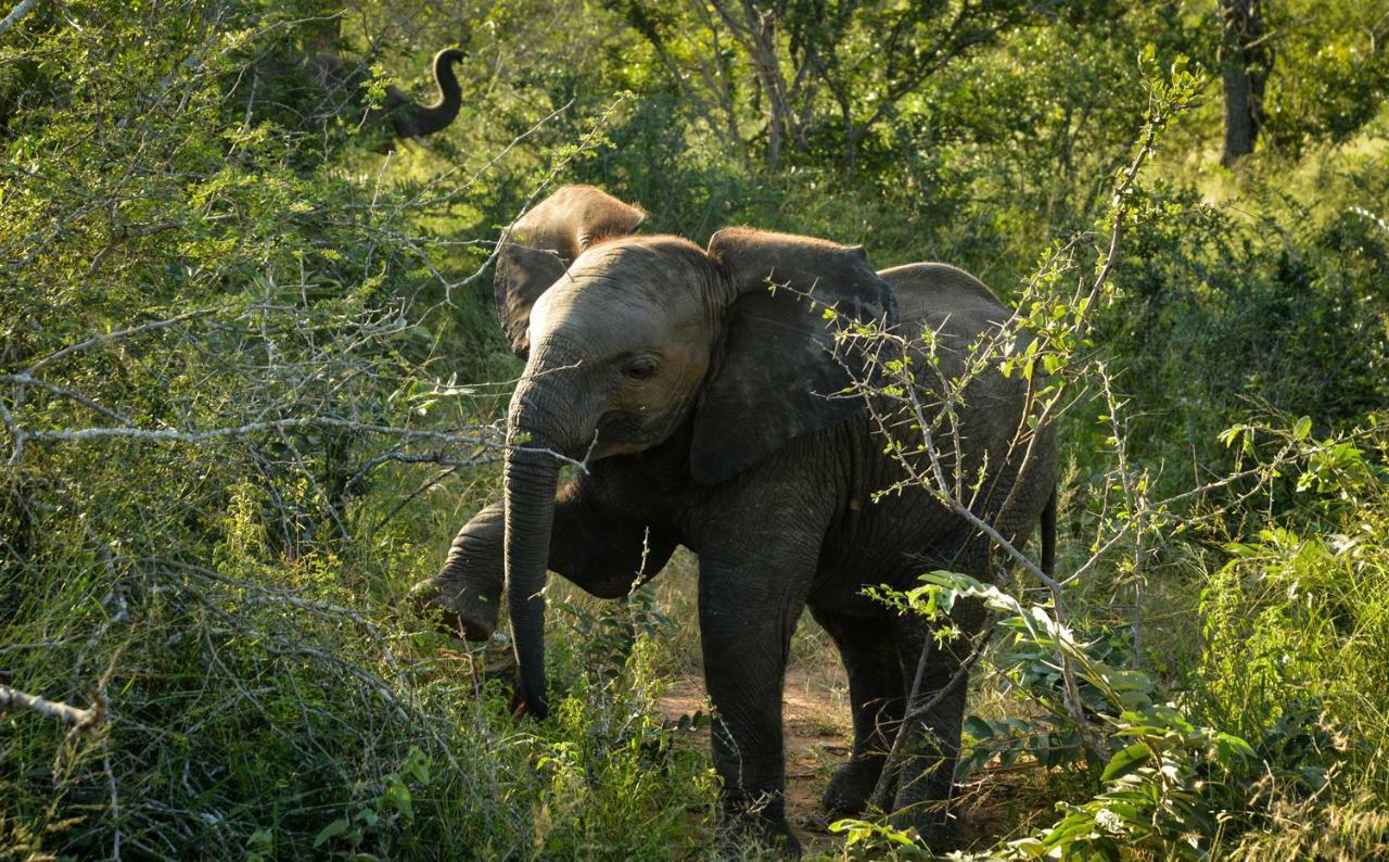Lion Sands - Tinga Lodge Skukuza Zewnętrze zdjęcie